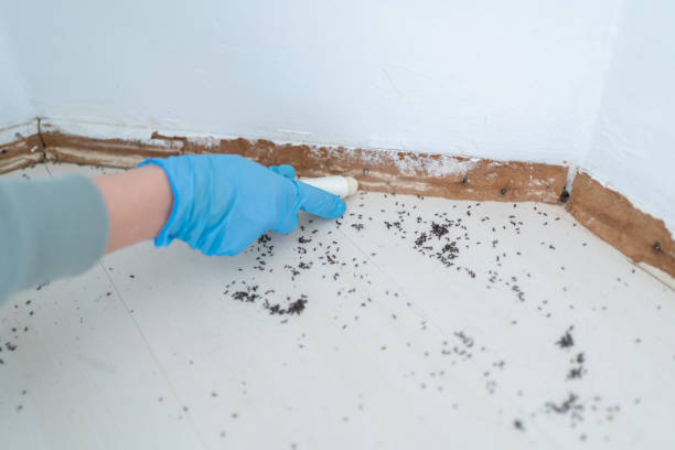 Best Flea Control Services  in Bartow, FL